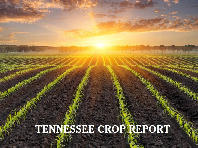 TENNESSEE CROP AND FIELD REPORT FOR APRIL 15, 2024