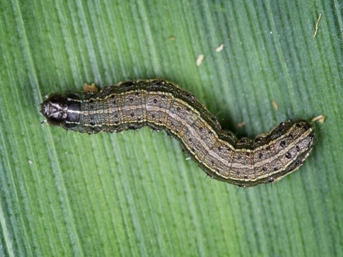 ARMY WORMS