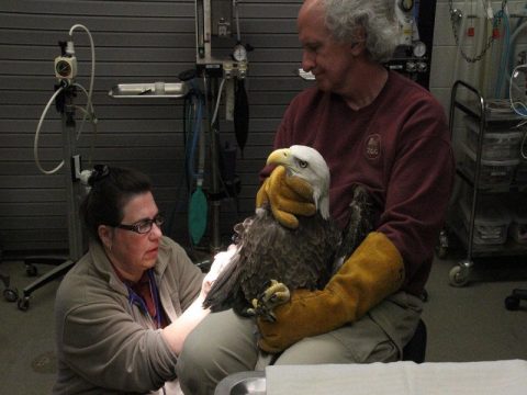 INJURED BALD EAGLE SAVED BY MEMPHIS ZOO VETS