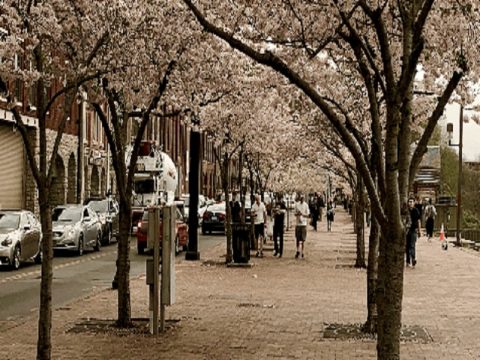 21 CHERRY BLOSSOM TREES WILL BE REMOVED INTACT FROM NASHVILLE AREA