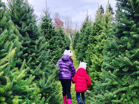 CHRISTMAS TREE PRICES ON THE RISE THIS YEAR