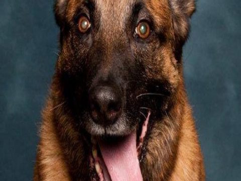 LOUDON COUNTY DEPUTIES SAY GOOD-BYE TO K-9 OFFICER DAGGER