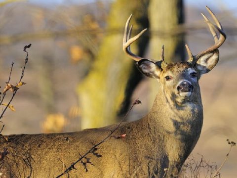 ADDITIONAL DEER DISCOVERED IN STATE WITH CHRONIC WASTING DISEASE