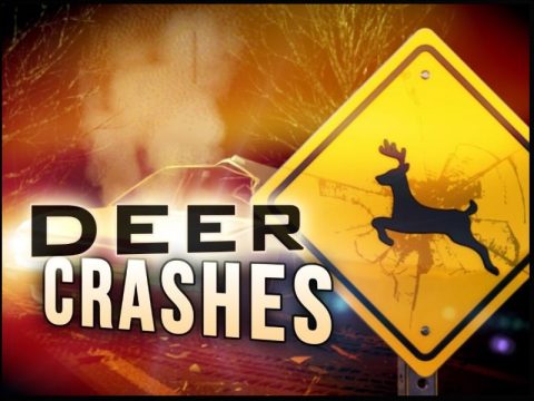 Deer crash