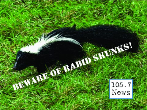 rabid-skunks