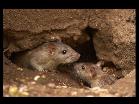 TENNESSEE MOTHER AND DAUGHTER ARE AMONG FIRST IN U.S. TO BE INFECTED BY "RAT"VIRUS