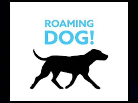 Roaming Dog