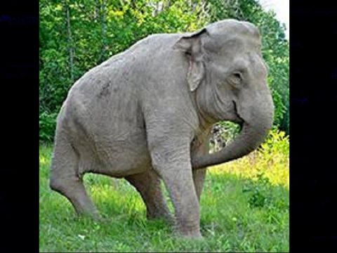 Shirley the elephant turns 70