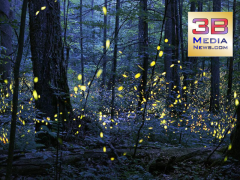TN fireflies