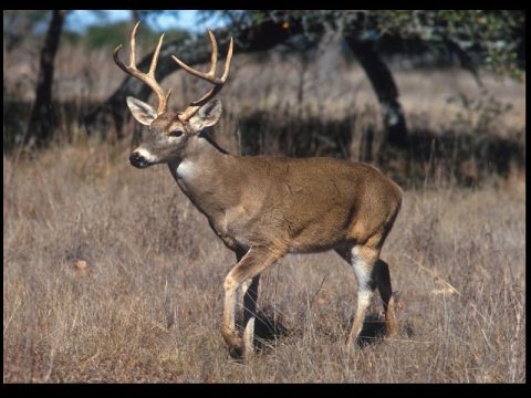 EXPERTS SAYING VIRUS IS "KILLING DEER" ACROSS THE STATE