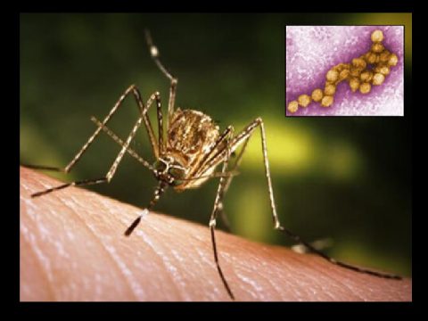 STATE DEPT. OF HEALTH WARNS AGAINST MOSQUITOES THAT COULD CARRY WEST NILE VIRUS