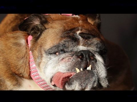 Zsa Zsa, world's ugliest dog