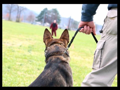 CROSSVILLE TO PURCHASE 2 NEW POLICE K-9 OFFICERS