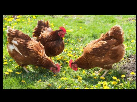 OLIVER SPRINGS CITY COUNCIL APPROVES NEW "CHICKEN IN YARD" ORDINANCE
