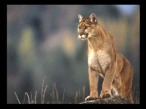 COUGAR SIGHTINGS CONFIRMED IN MIDDLE AND WEST TENNESSEE