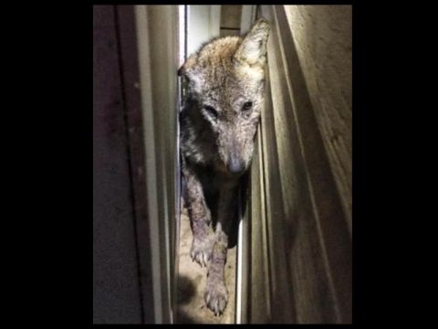 TWRA WARNS RESIDENTS OF COYOTE ATTACK