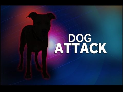 dog-attack