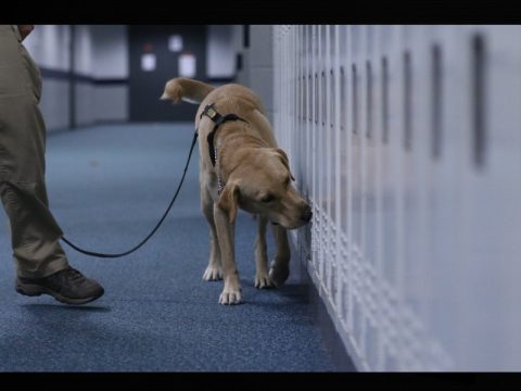 dog searching school