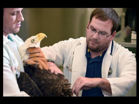 TWRA INVESTIGATING BALD EAGLE SHOOTINGS IN MEIGS AND RHEA COUNTIES