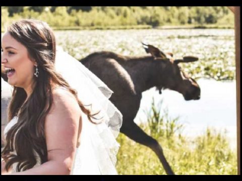 moose crashes wedding