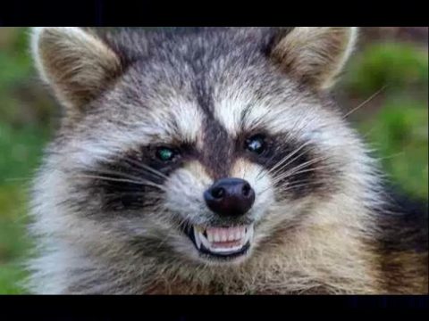 rabid raccoon