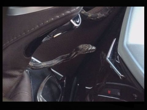 snake in car