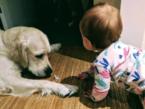 toddler escapes with help from dogs