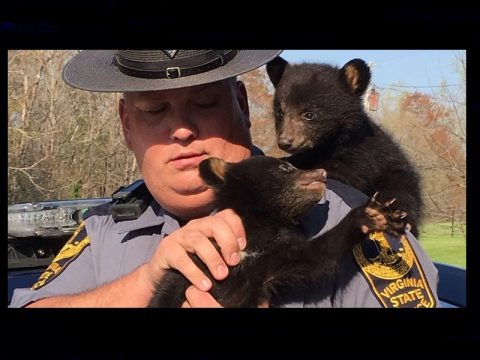 trooper with cubs