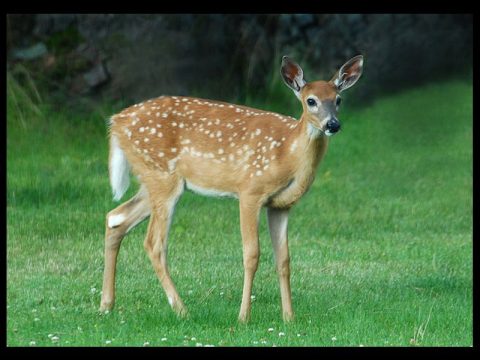 TWRA SAYS INSECT BITES COULD BE KILLING OFF WHITE-TAILED DEER
